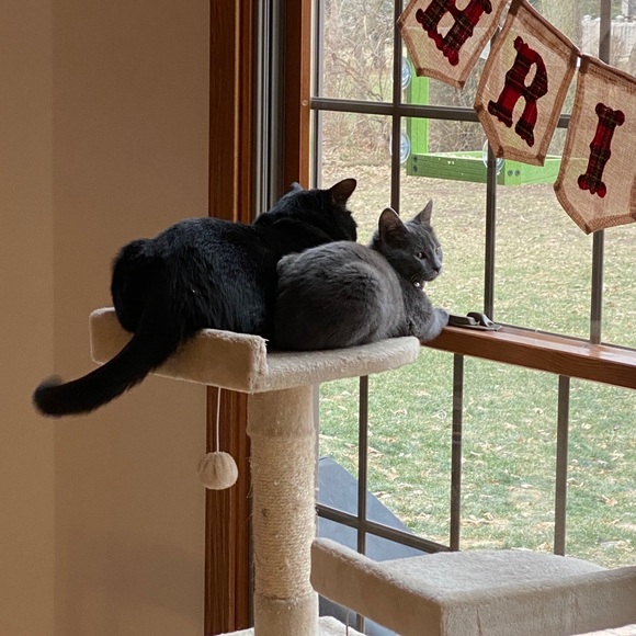 Every Girl needs a little black,Gray & Tiger/Leopard Cat Happy Valentine’s Day♥️ - Picture 10 of 16